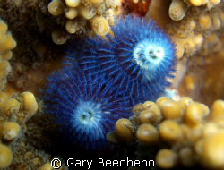 Blue Christmas Tree Worms by Gary Beecheno 